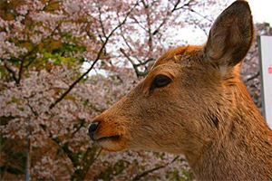 Daim à Nara