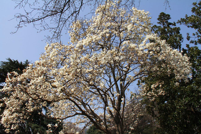 Magnolia blanc