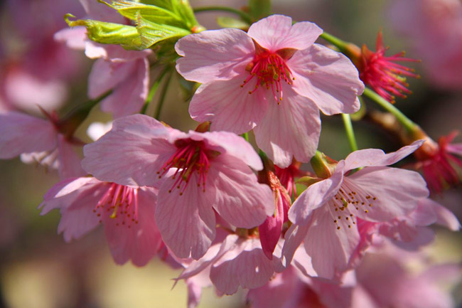 Fleurs et pétales de cerisiers japonais vus en gros plan