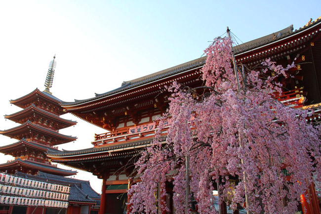 Magnifique cerisier au Senso-ji