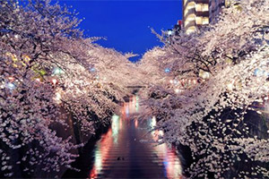 Cerisiers en fleur à Tokyo