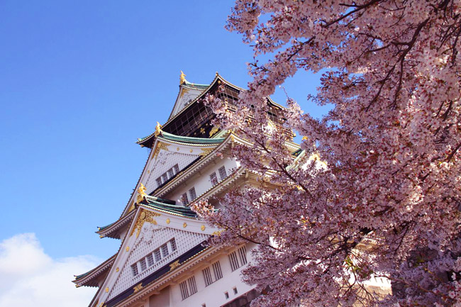 Sakura et château d'Osaka