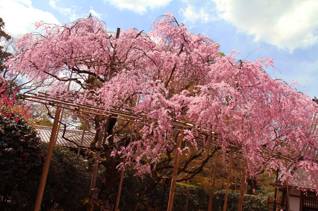 Sakura au Ryoanji
